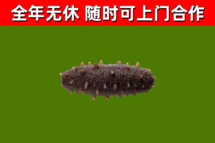 肇源回收海参干